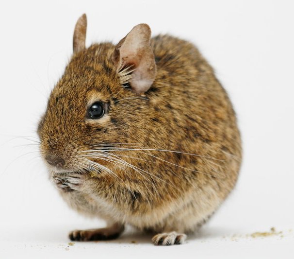 degu