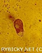 obrněnka hruškovitá