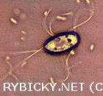 střevní bičíkovec