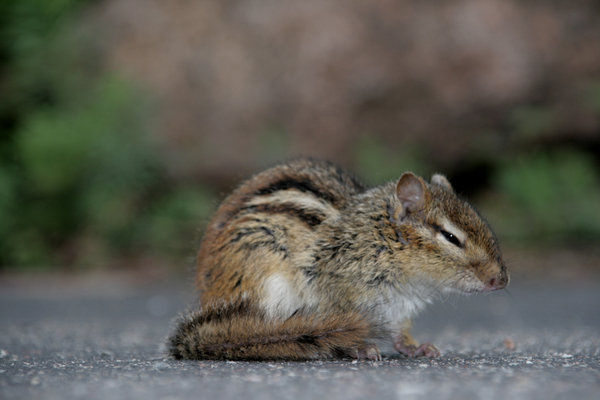 dřímající burunduk